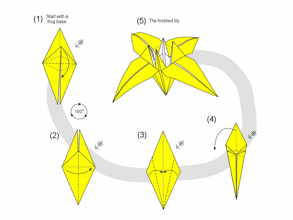 lily diagram