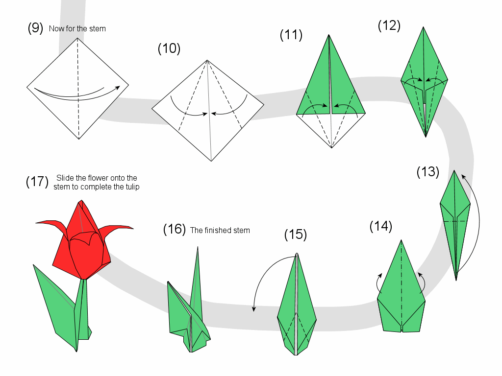 diagram of tulip